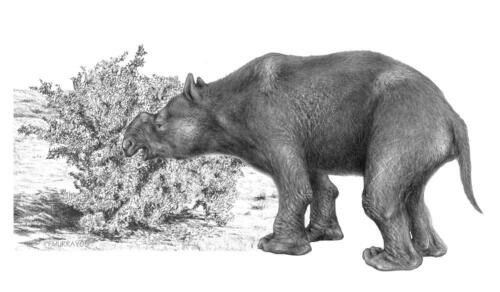 Giant Rhinoceros Wombat